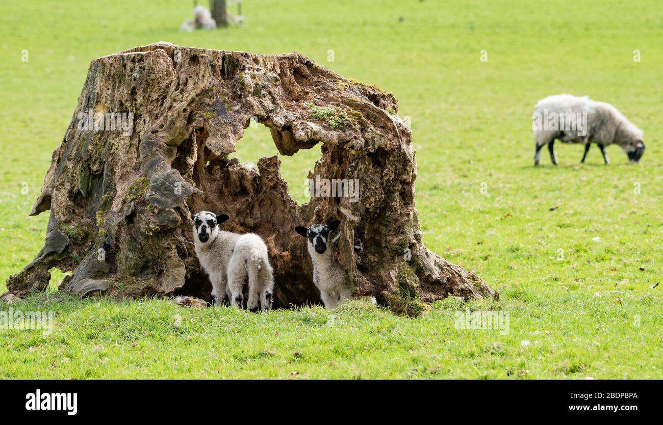 Preston, Lancashire, Großbritannien. April 2020. Ein alter, hohler Baumstumpf ist ideal für diese Zwillingslammer, die in Chipping, Preston, Lancashire, England, Großbritannien spielen. Das jüngste gute Wetter hat die Bedingungen für das Lamellen in diesem Jahr verbessert. Kredit: John Eveson/Alamy Live News Stockfoto