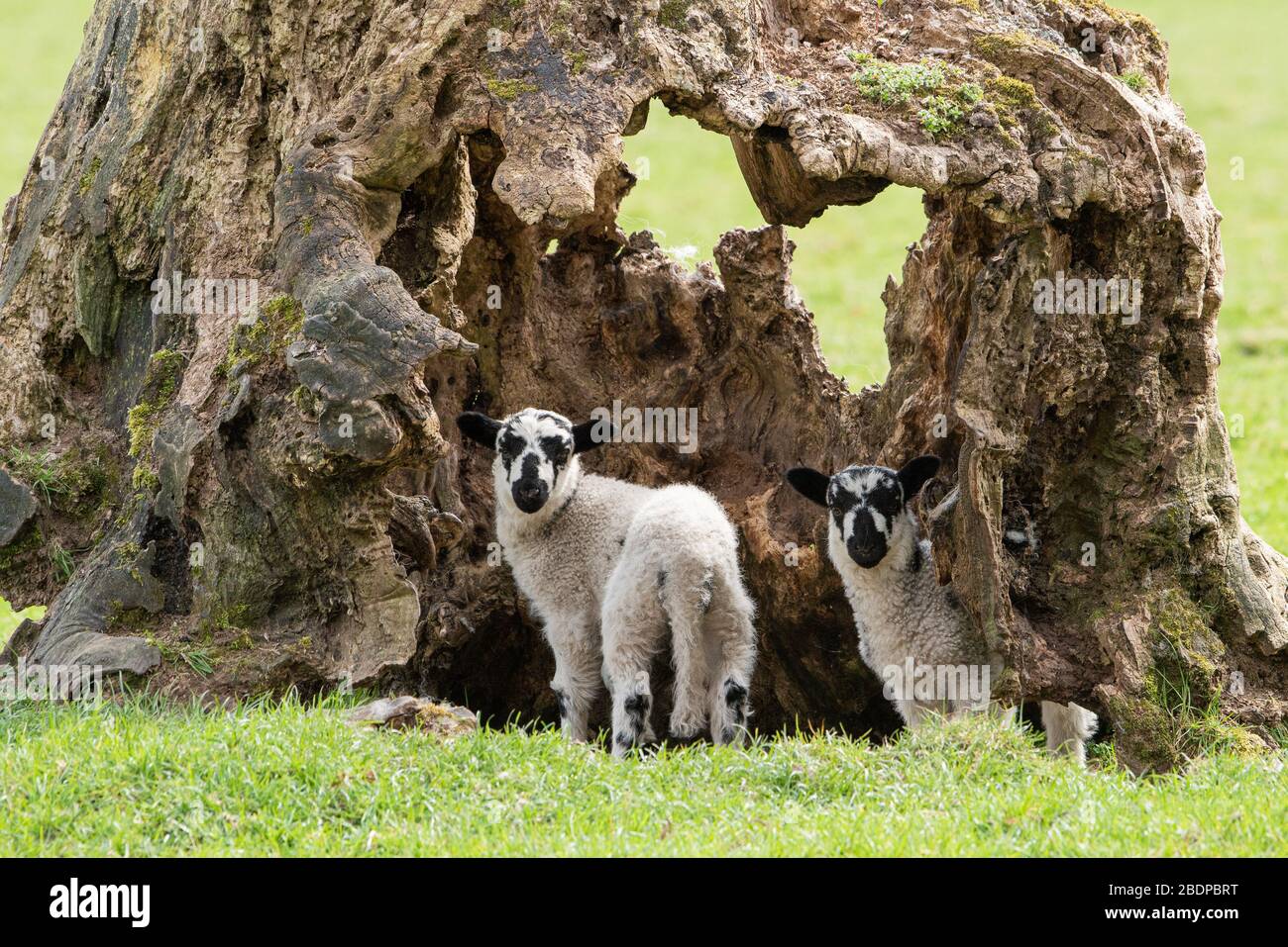 Preston, Lancashire, Großbritannien. April 2020. Ein alter, hohler Baumstumpf ist ideal für diese Zwillingslammer, die in Chipping, Preston, Lancashire, England, Großbritannien spielen. Das jüngste gute Wetter hat die Bedingungen für das Lamellen in diesem Jahr verbessert. Kredit: John Eveson/Alamy Live News Stockfoto