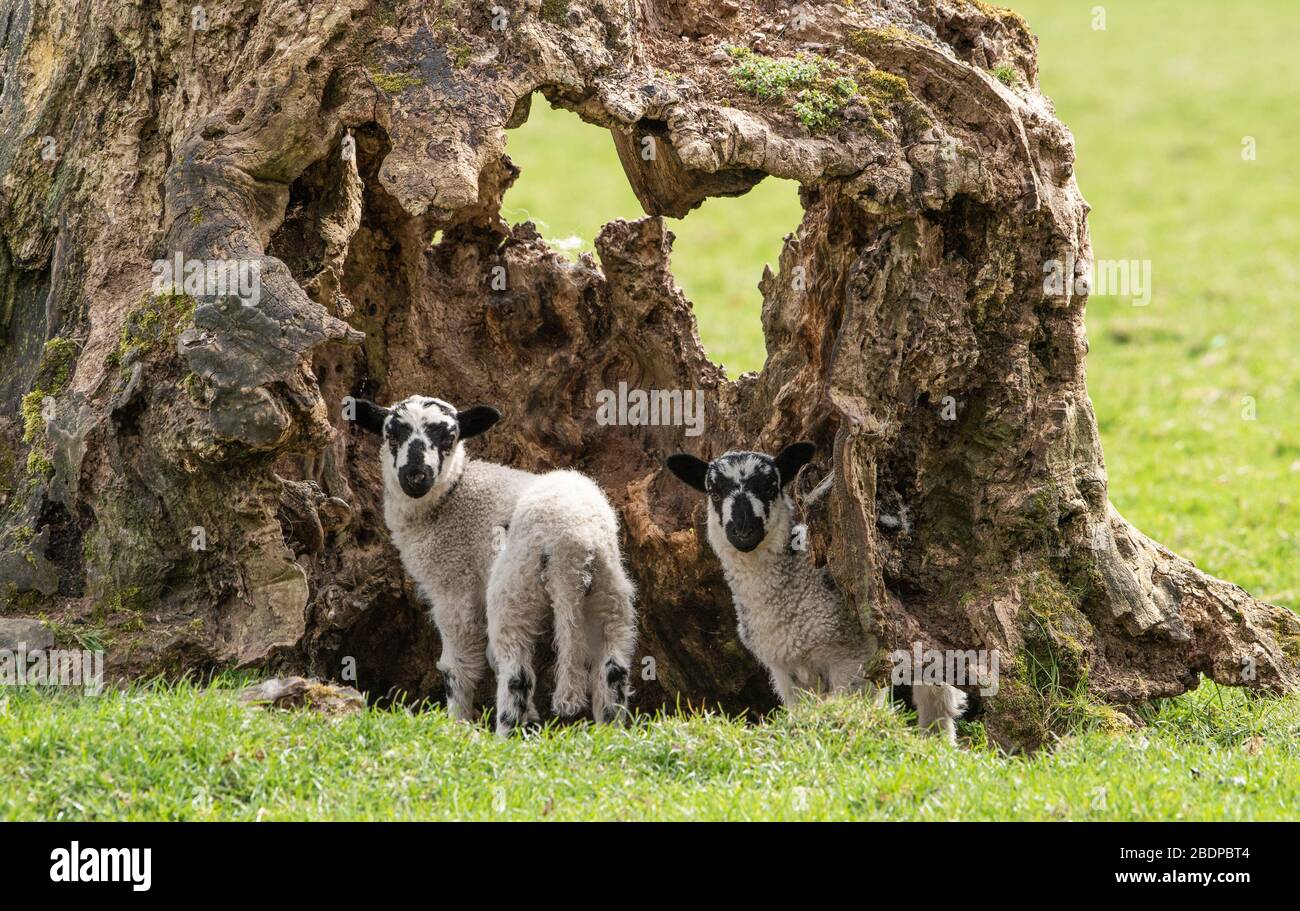 Preston, Lancashire, Großbritannien. April 2020. Ein alter, hohler Baumstumpf ist ideal für diese Zwillingslammer, die in Chipping, Preston, Lancashire, England, Großbritannien spielen. Das jüngste gute Wetter hat die Bedingungen für das Lamellen in diesem Jahr verbessert. Kredit: John Eveson/Alamy Live News Stockfoto
