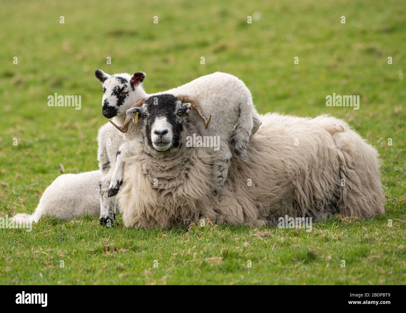 Preston, Lancashire, Großbritannien. April 2020. Eine Patientin von Swaledale Ewe ermöglicht es ihren spielerischen Lämmern, sie für Kletterunterhaltung, Chipping, Preston, Lancashire, England, Großbritannien zu nutzen. Das jüngste gute Wetter hat die Bedingungen für das Lamellen in diesem Jahr verbessert. Kredit: John Eveson/Alamy Live News Stockfoto