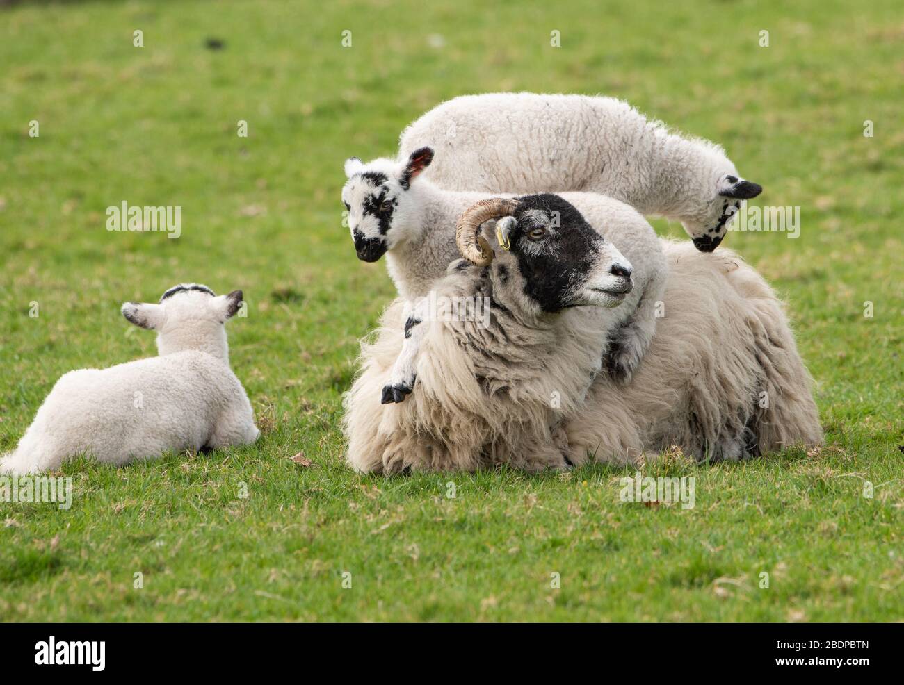 Preston, Lancashire, Großbritannien. April 2020. Eine Patientin von Swaledale Ewe ermöglicht es ihren spielerischen Lämmern, sie für Kletterunterhaltung, Chipping, Preston, Lancashire, England, Großbritannien zu nutzen. Das jüngste gute Wetter hat die Bedingungen für das Lamellen in diesem Jahr verbessert. Kredit: John Eveson/Alamy Live News Stockfoto