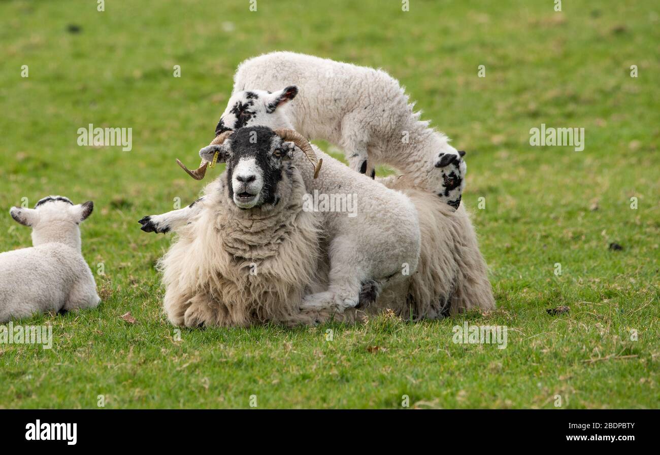 Preston, Lancashire, Großbritannien. April 2020. Eine Patientin von Swaledale Ewe ermöglicht es ihren spielerischen Lämmern, sie für Kletterunterhaltung, Chipping, Preston, Lancashire, England, Großbritannien zu nutzen. Das jüngste gute Wetter hat die Bedingungen für das Lamellen in diesem Jahr verbessert. Kredit: John Eveson/Alamy Live News Stockfoto