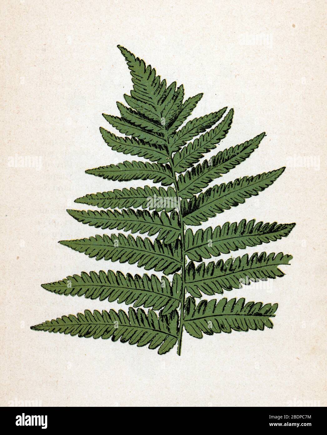 'Fougere Male' (Dryopteris filix-mas) (männliches Farn) Planche de botanique tiree de 'Atlas Colorie des plantes medicinales' de Paul Hariot, 1900 (Botanica Stockfoto