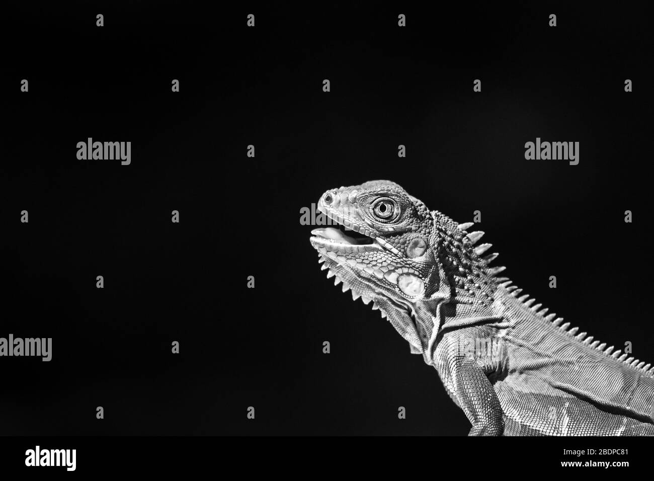 Juvenile grüner Leguan sonnt sich neben einem trockenen Wald in Costa Rica. Stockfoto