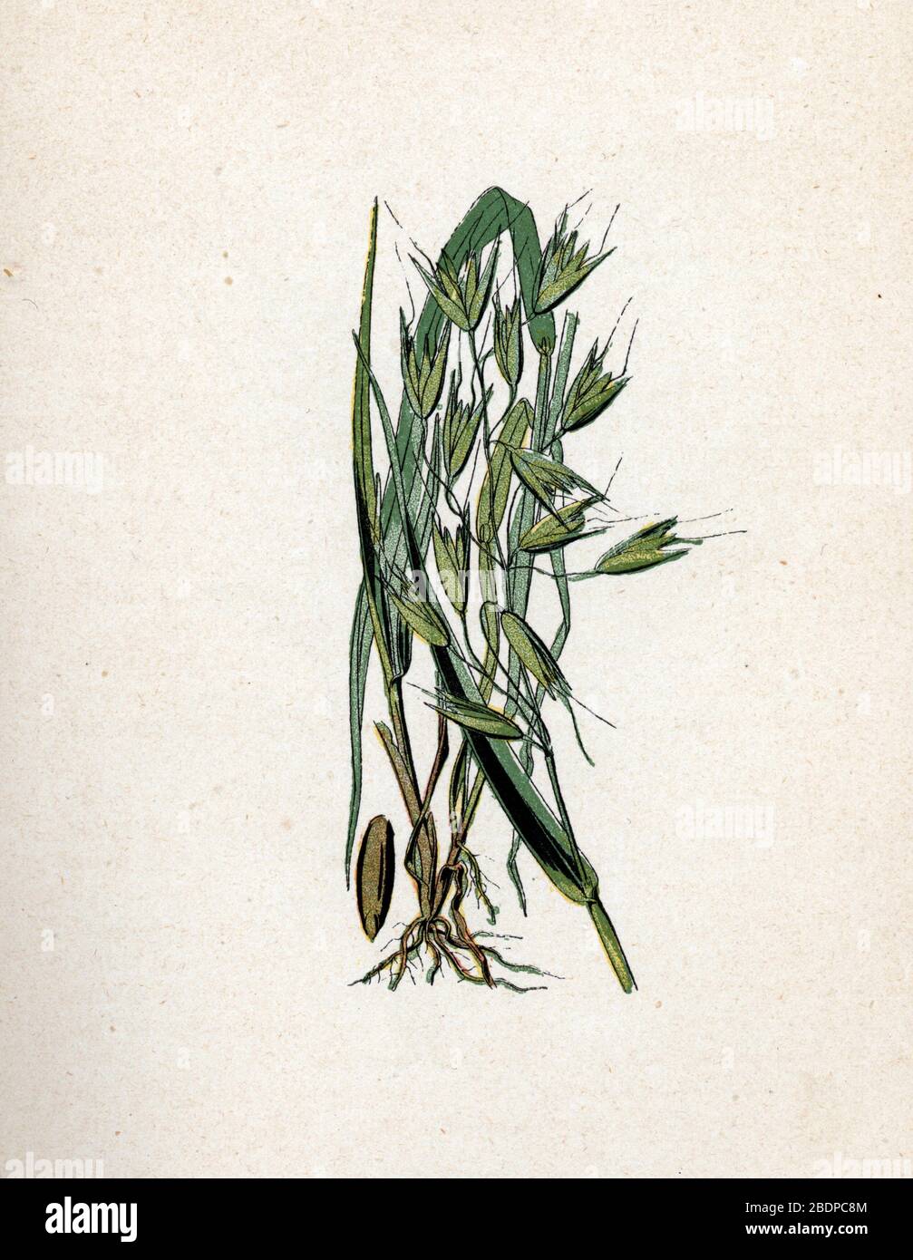 'Avoine Cultivee' (Avena) (oat) Planche de botanique tiree de 'Atlas Colorie des plantes medicinales' de Paul Hariot, 1900 (Botanischer Teller von Medicin Stockfoto