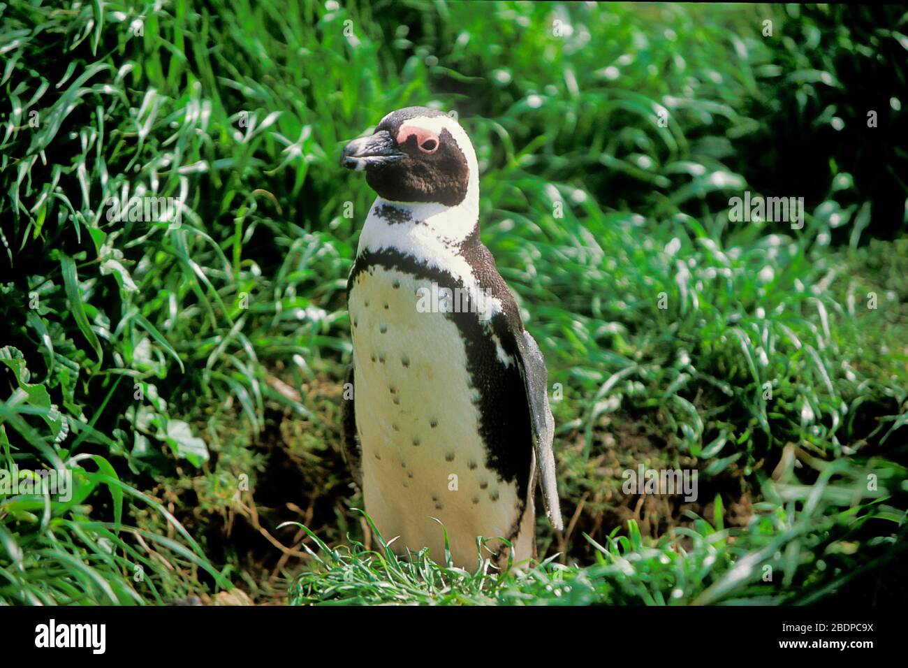 African Penguins, Spheniscus demersus, Boulders Beach, Kapstadt Südafrika Stockfoto