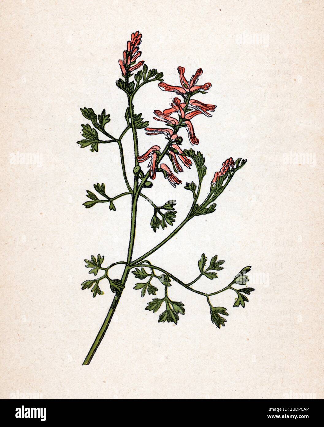 'Fumeterre' (Fumaria) (fumitory or fumewort) Planche de botanique tyree de 'Atlas Colorie des plantes medicinales' de Paul Hariot, 1900 (Botanische Pla Stockfoto