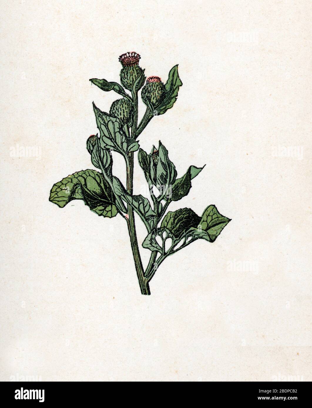 'Bardane' (Arctium lappa) (Burdock) Planche de botanique tiree de 'Atlas Colorie des plantes medicinales' de Paul Hariot, 1900 (Botanischer Teller von med Stockfoto