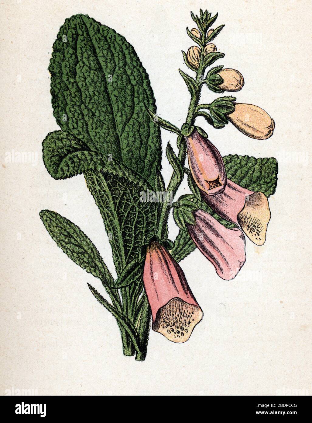 'Digitale' (Digitalis purpurea) (Foxhandschuhe) Planche de botanique tyree de 'Atlas Colorie des plantes medicinales' de Paul Hariot, 1900 (Botanischer Plat Stockfoto