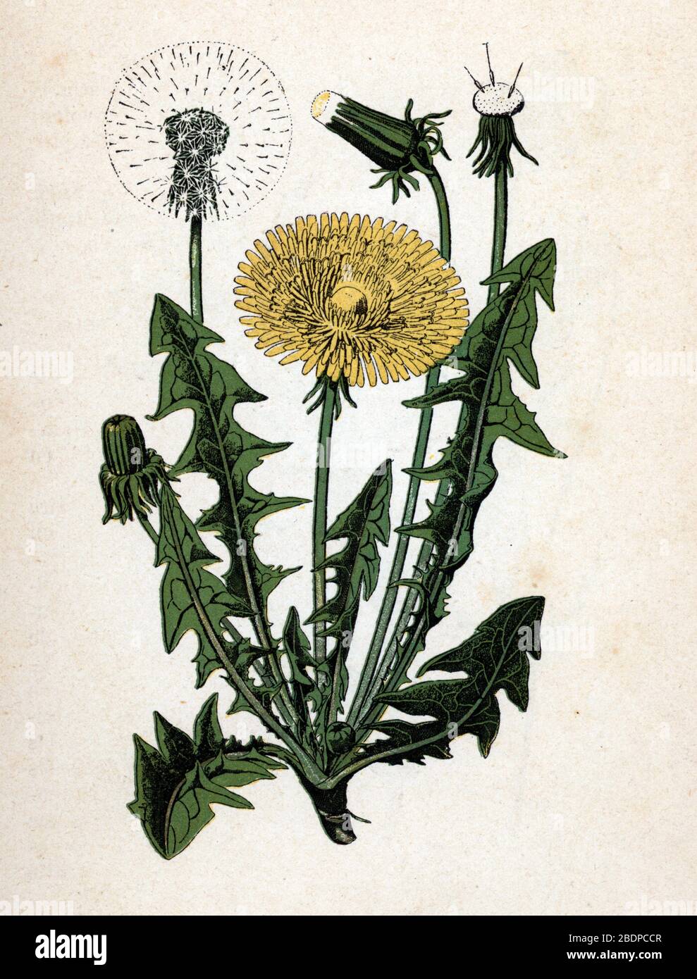 Fleur Et Aigrette De Pissenlit Ou Dent De Lion Dandelion Flower And Pappus Planche De Botanique Tyree De Atlas Colorie Des Plantes Medicinales Stockfotografie Alamy Fleur Et Aigrette De Pissenlit Ou Dent De Lion Dandelion Flower And Pappus Planche De Botanique Tyree De Atlas Colorie Des Plantes Medicinales Stockfotografie Alamy