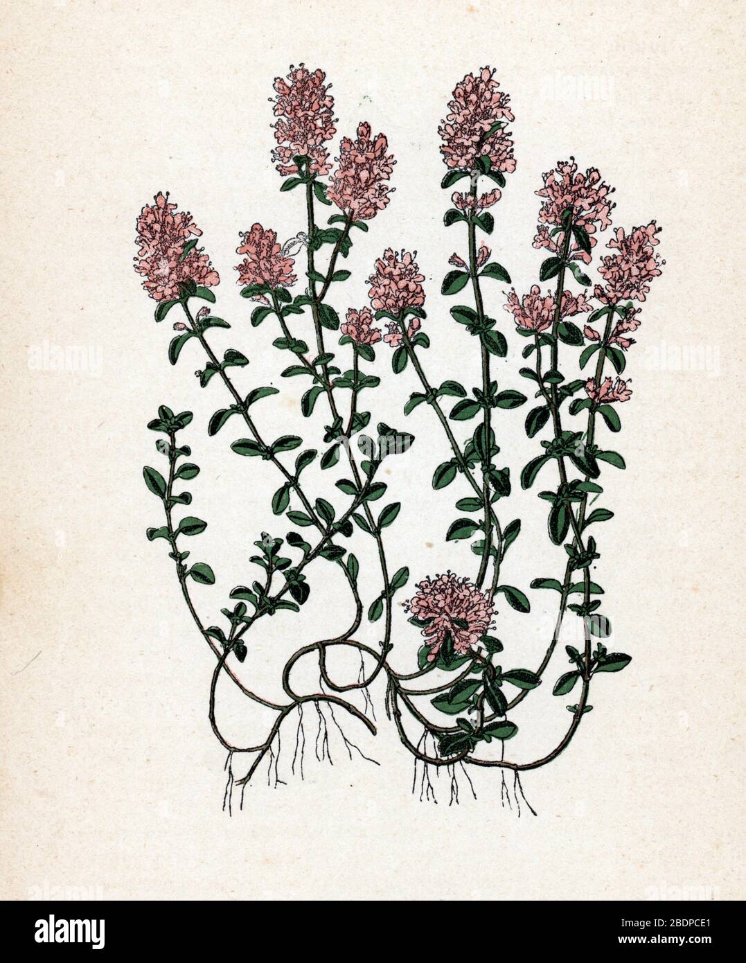 "Thym serpolet" (Thymus serpyllum) (Breckland-Thymian oder schleichender Thymian) Planche de botanique tyree de "Atlas Colorie des plantes medicinales" de Paul H Stockfoto