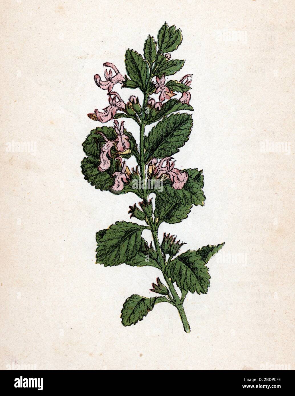 'Germandree' (Teucrium) Planche de botanique tyree de 'Atlas Colorie des plantes medicinales' de Paul Hariot, 1900 (Botanische Platte der Heilpflanze Stockfoto