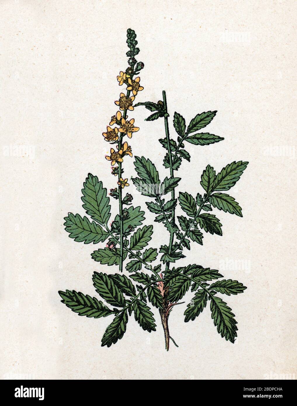 "Aigremoine eupatoire" (Agrimonia eupatoria) (gemeine Agrimonie, Kirchenstiefe oder Sticklevort) Planche de botanique tyree de "Atlas Colorie des Plante" Stockfoto