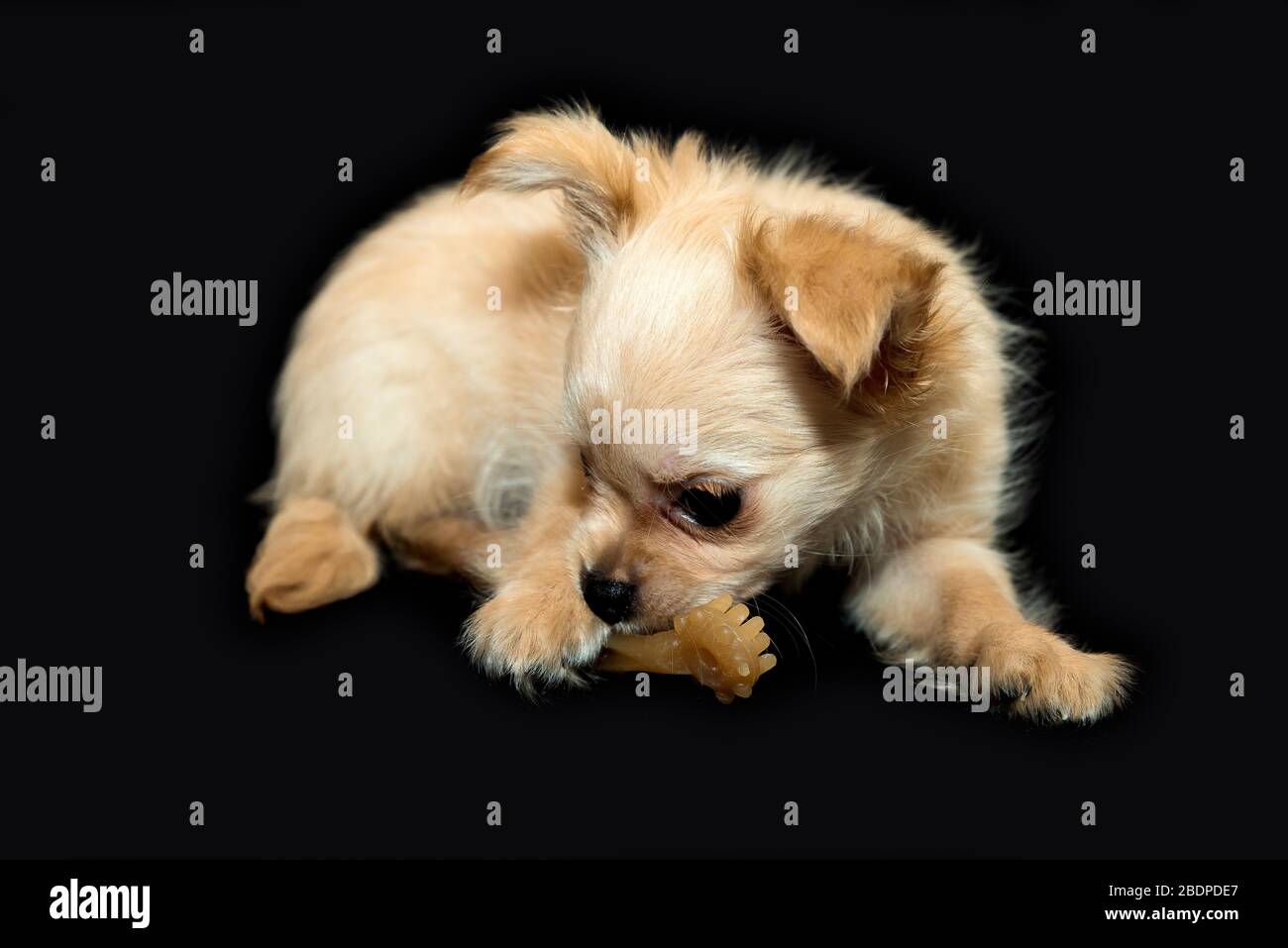 Zahnspielzeug für Hunde. Kauspielzeug für Haustiere. Beiger Welpe. Stockfoto