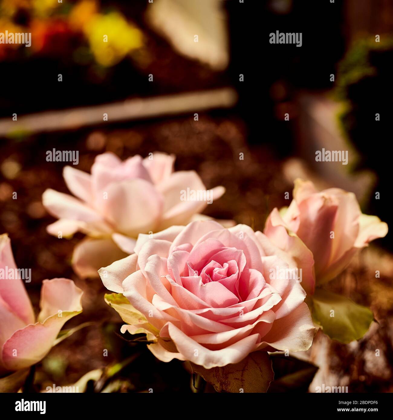 Nahaufnahme einer rosafarbenen Rose (Gattung Rosa) im antiken Fotostil. Stockfoto