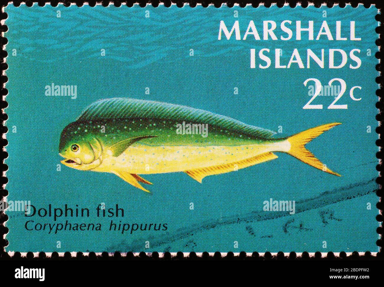 Delphinfische auf der Marke Marshall Islands Stockfoto