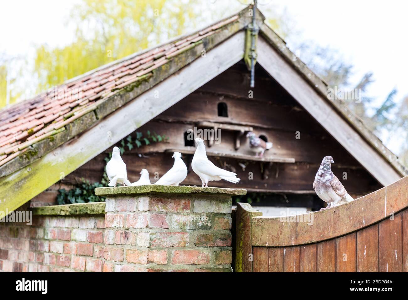 Fantail Tauben Stockfotos Und Bilder Kaufen Alamy