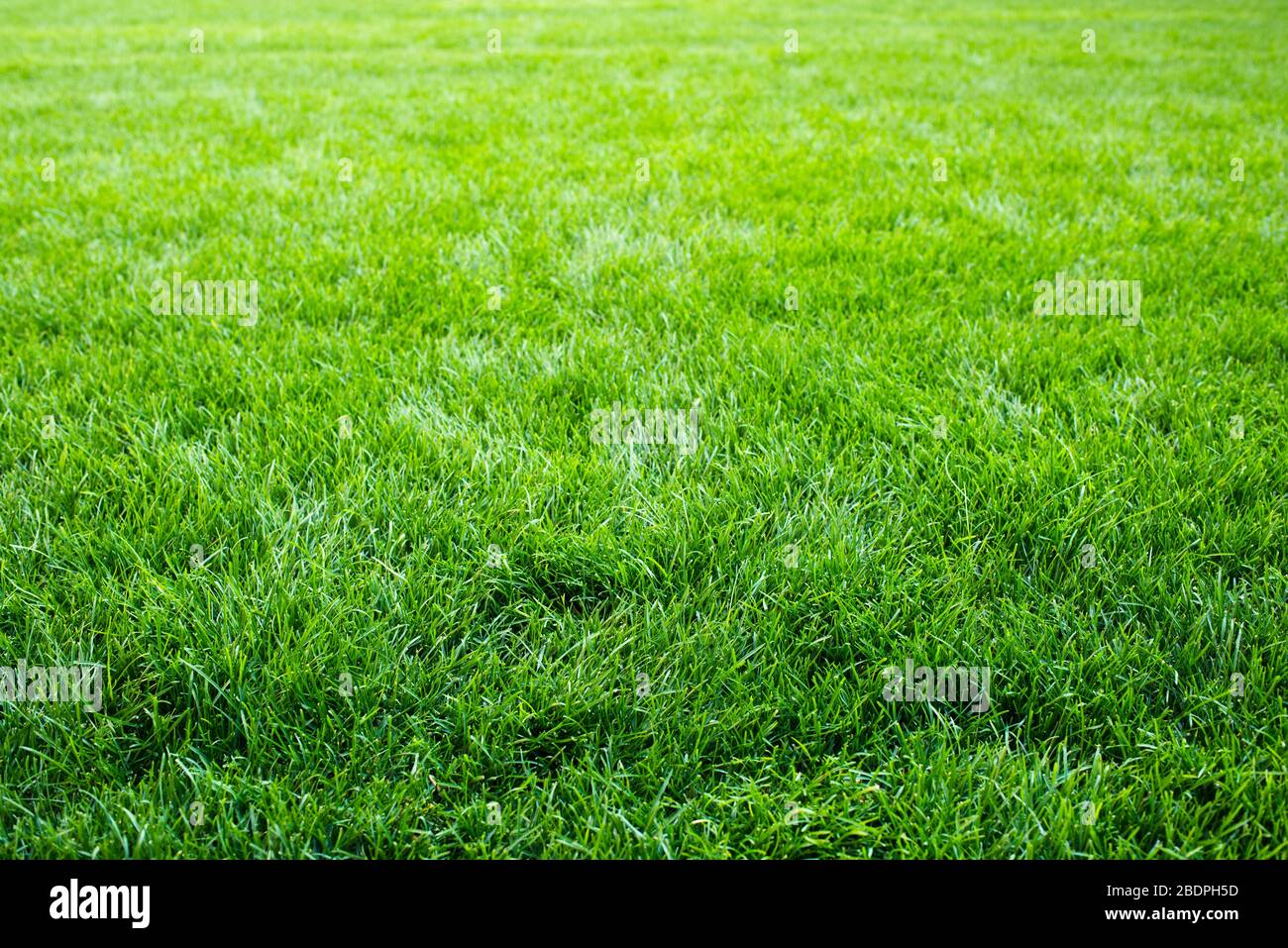 Eine große Oberfläche, die von einem Teppich aus üppigem grünem Gras bedeckt ist Stockfoto