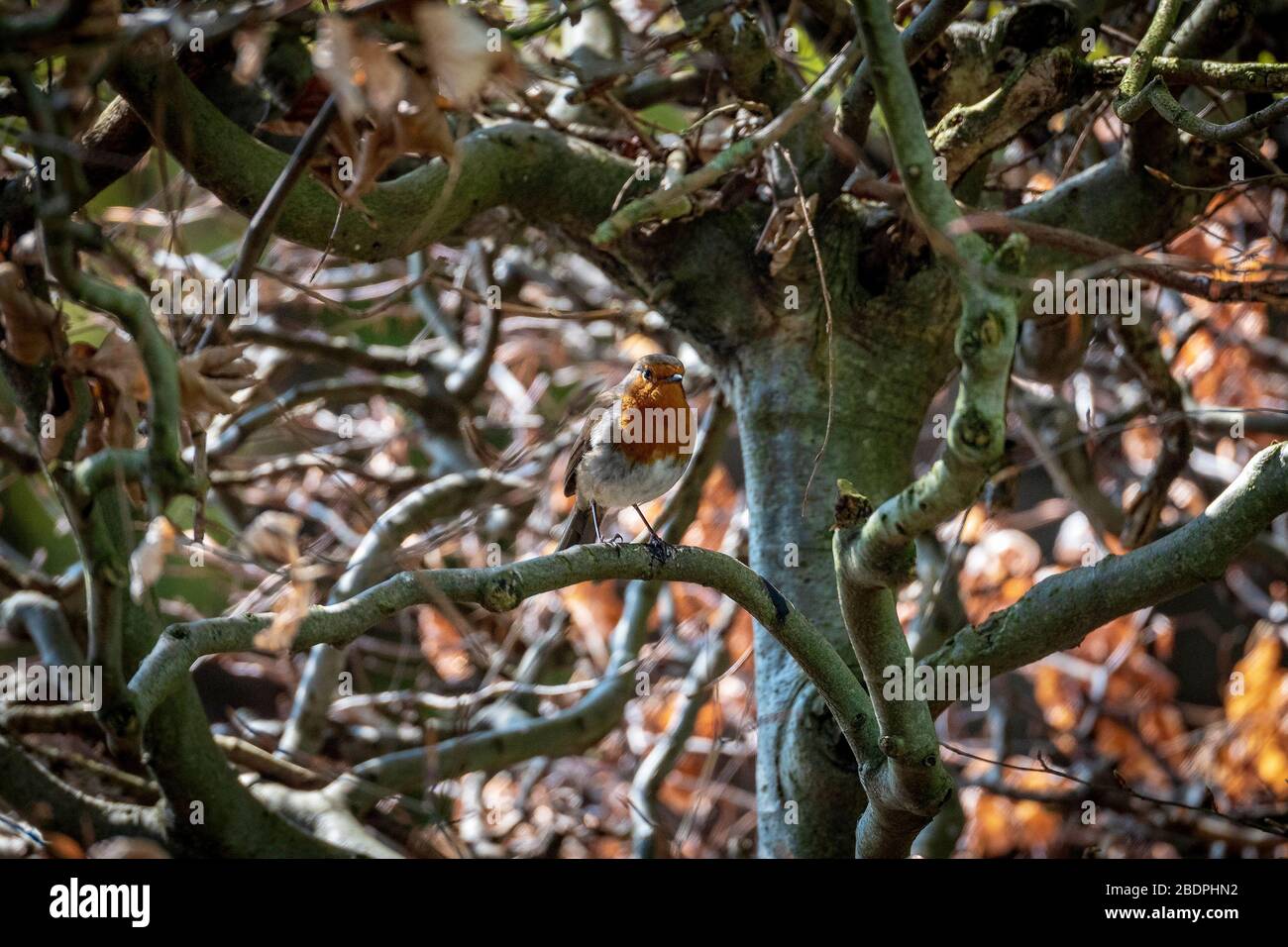 Ein Robin Gartenvogel in einer Hecke. Robin Redbrust. Stockfoto
