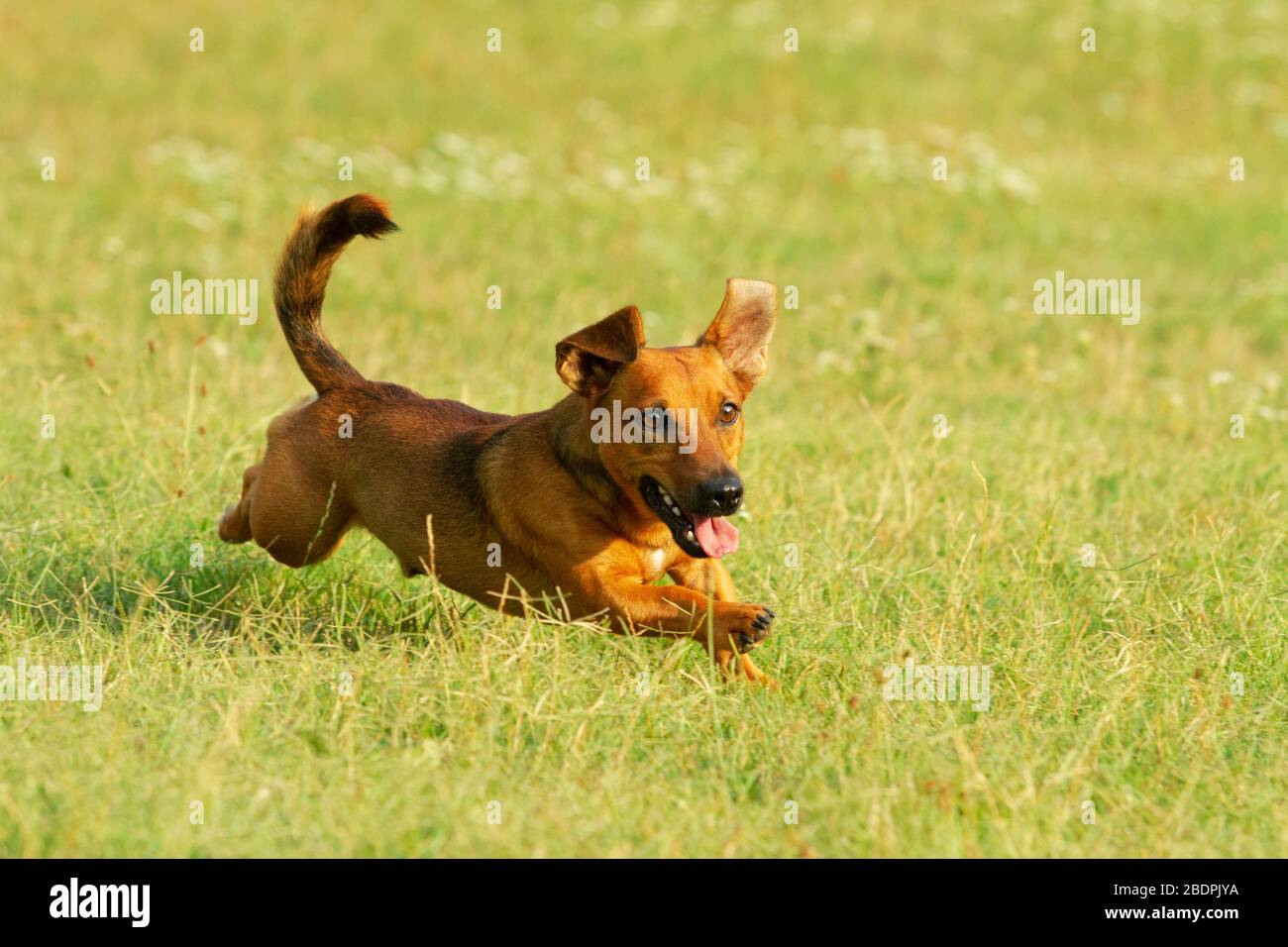Deutsche Hundemischung Stockfotos und bilder Kaufen Alamy Schäferhund Und Jack Russell Mischten Mit Teckel Stockbild