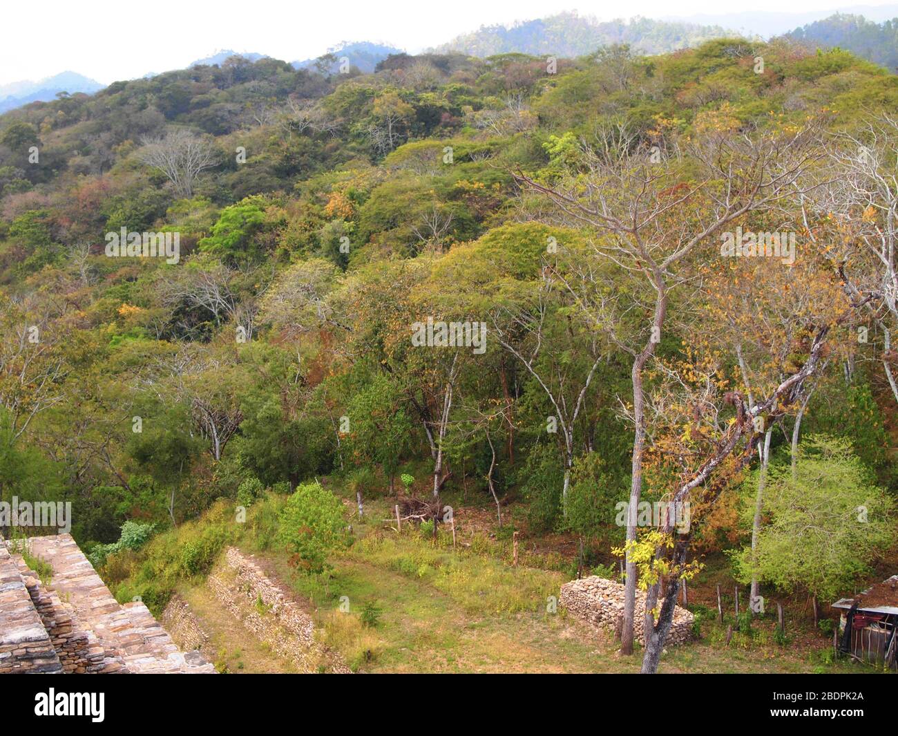 Tropische submontane Wälder in der Nähe der archäologischen Stätte Toniná in Chiapas, im Süden Mexikos Stockfoto