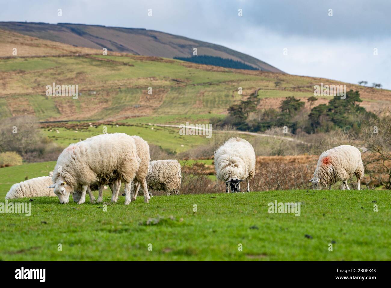 Chipping, Preston, Lancashire, England, Großbritannien. April 2020. Mutterschafe bereit für das lammen an einem schönen Tag bei Chipping, Preston, Lancashire, England, Großbritannien. Kredit: John Eveson/Alamy Live News Stockfoto