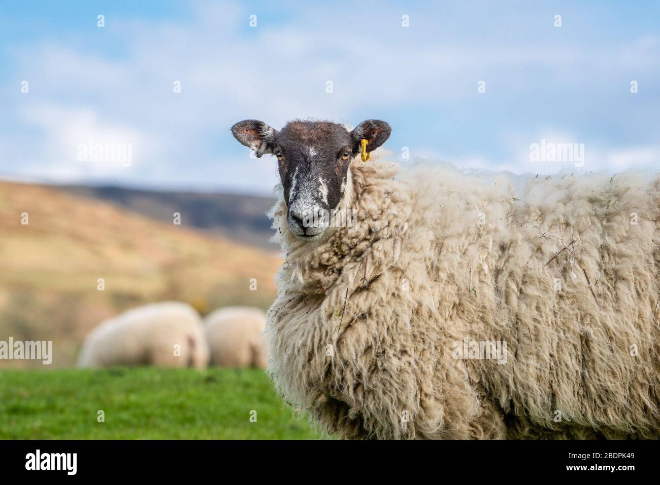 Chipping, Preston, Lancashire, England, Großbritannien. April 2020. A Mule ewes las für das Klagen an einem schönen Tag bei Chipping, Preston, Lancashire, England, Großbritannien. Kredit: John Eveson/Alamy Live News Stockfoto