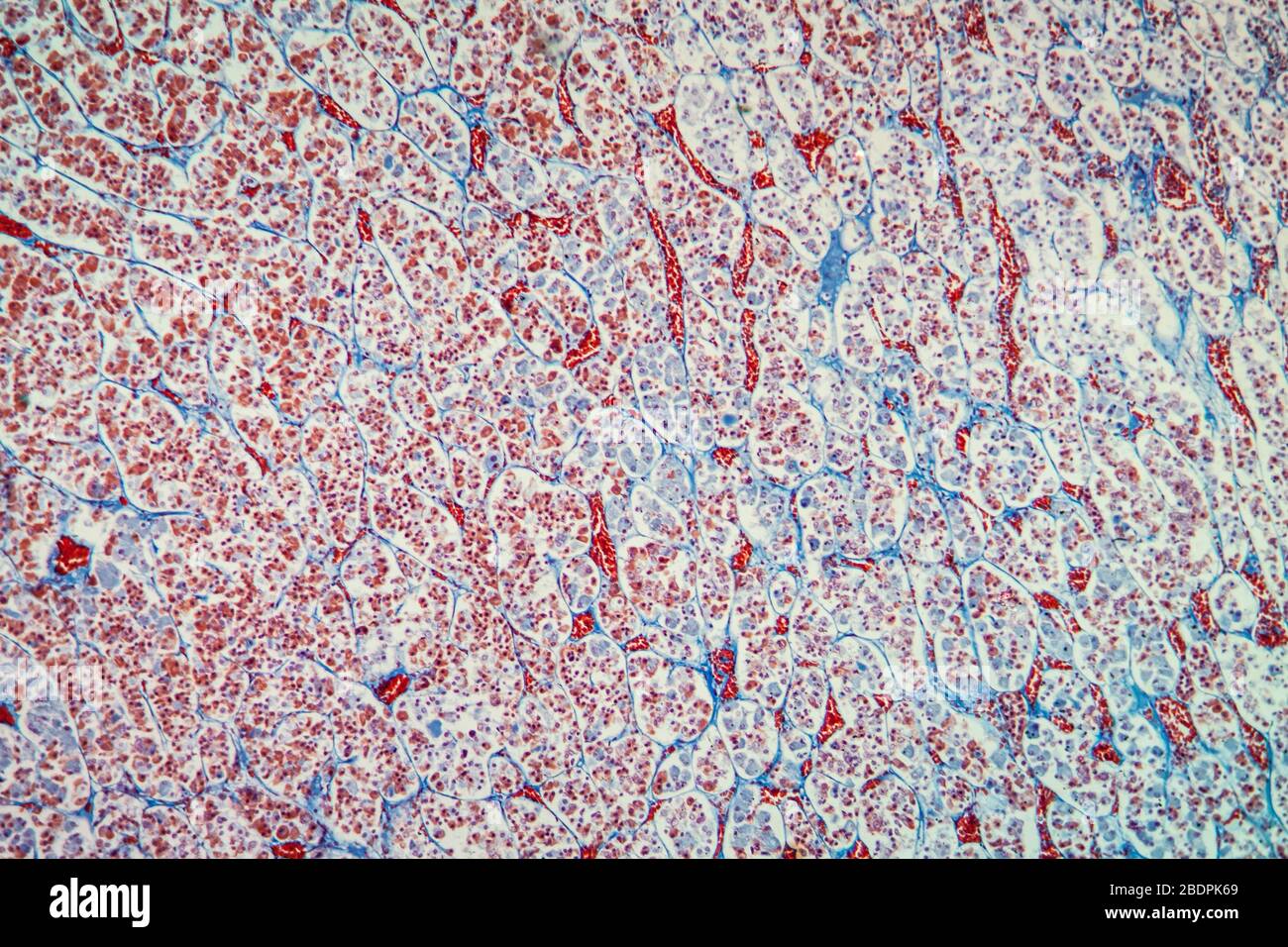 Hypophyse Gewebe unter dem Mikroskop 100x Stockfoto