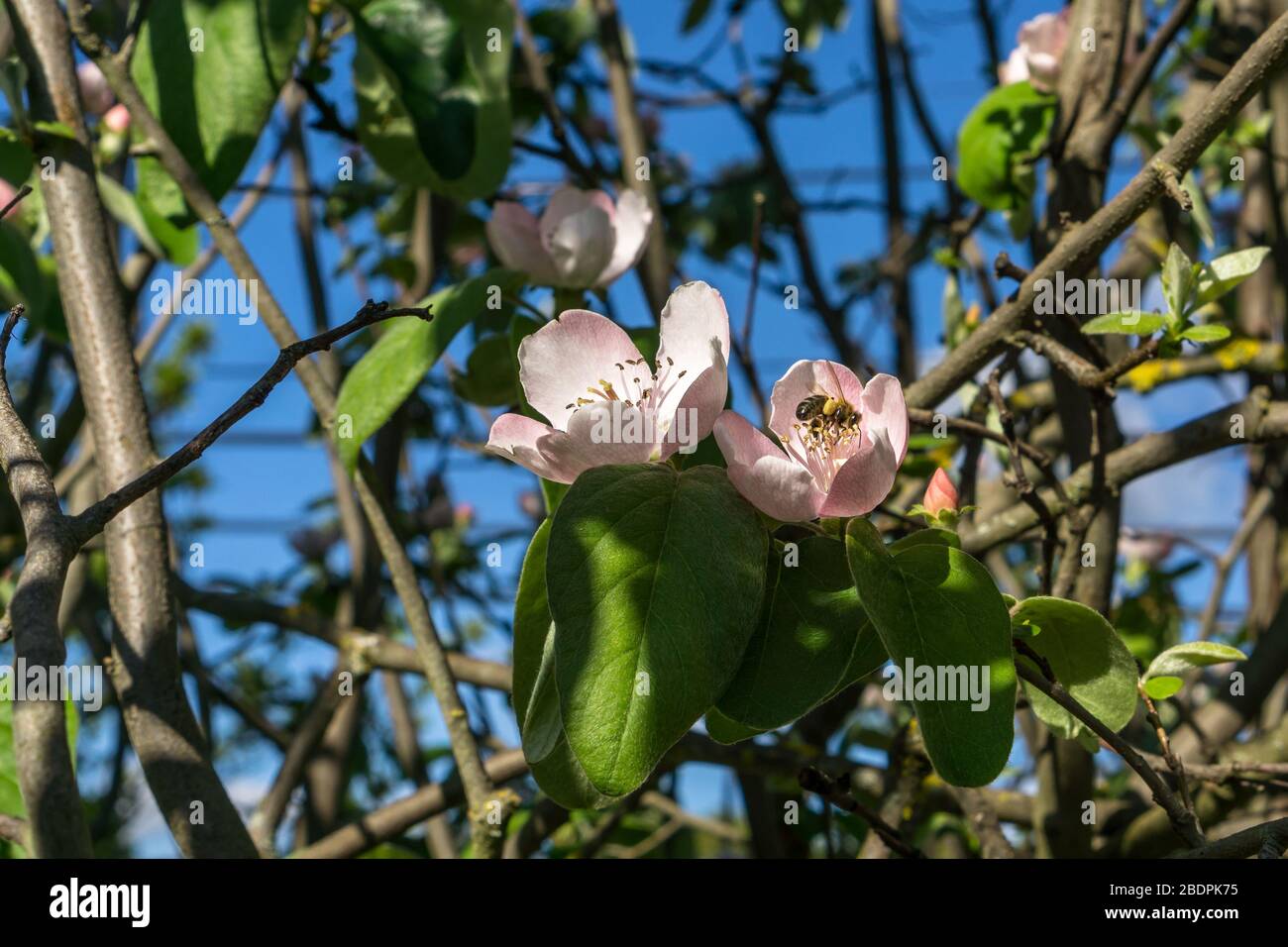 Birnenblüte mit Honigbiene Stockfoto