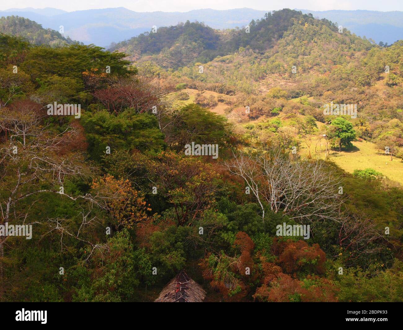 Tropische submontane Wälder in der Nähe der archäologischen Stätte Toniná in Chiapas, im Süden Mexikos Stockfoto