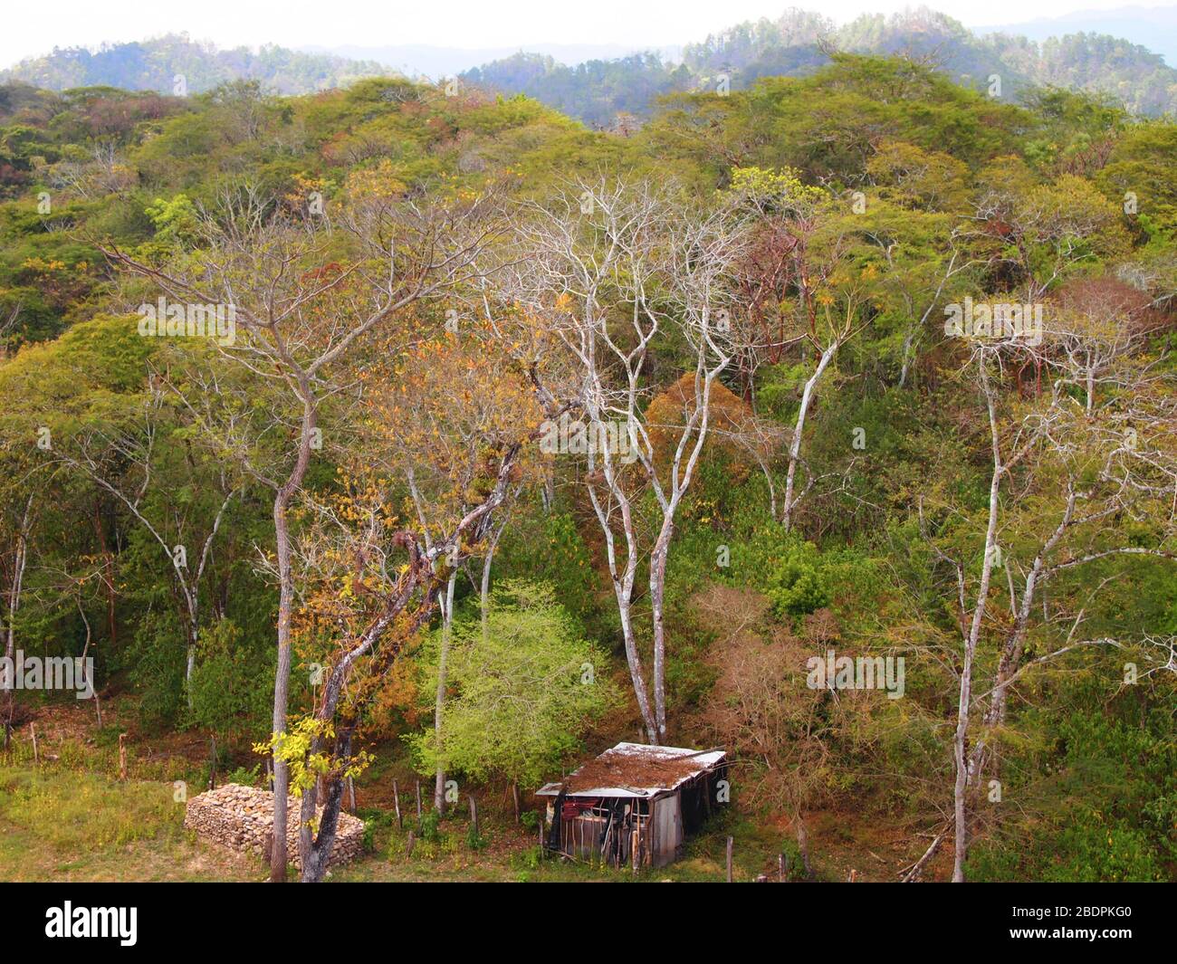 Tropische submontane Wälder in der Nähe der archäologischen Stätte Toniná in Chiapas, im Süden Mexikos Stockfoto