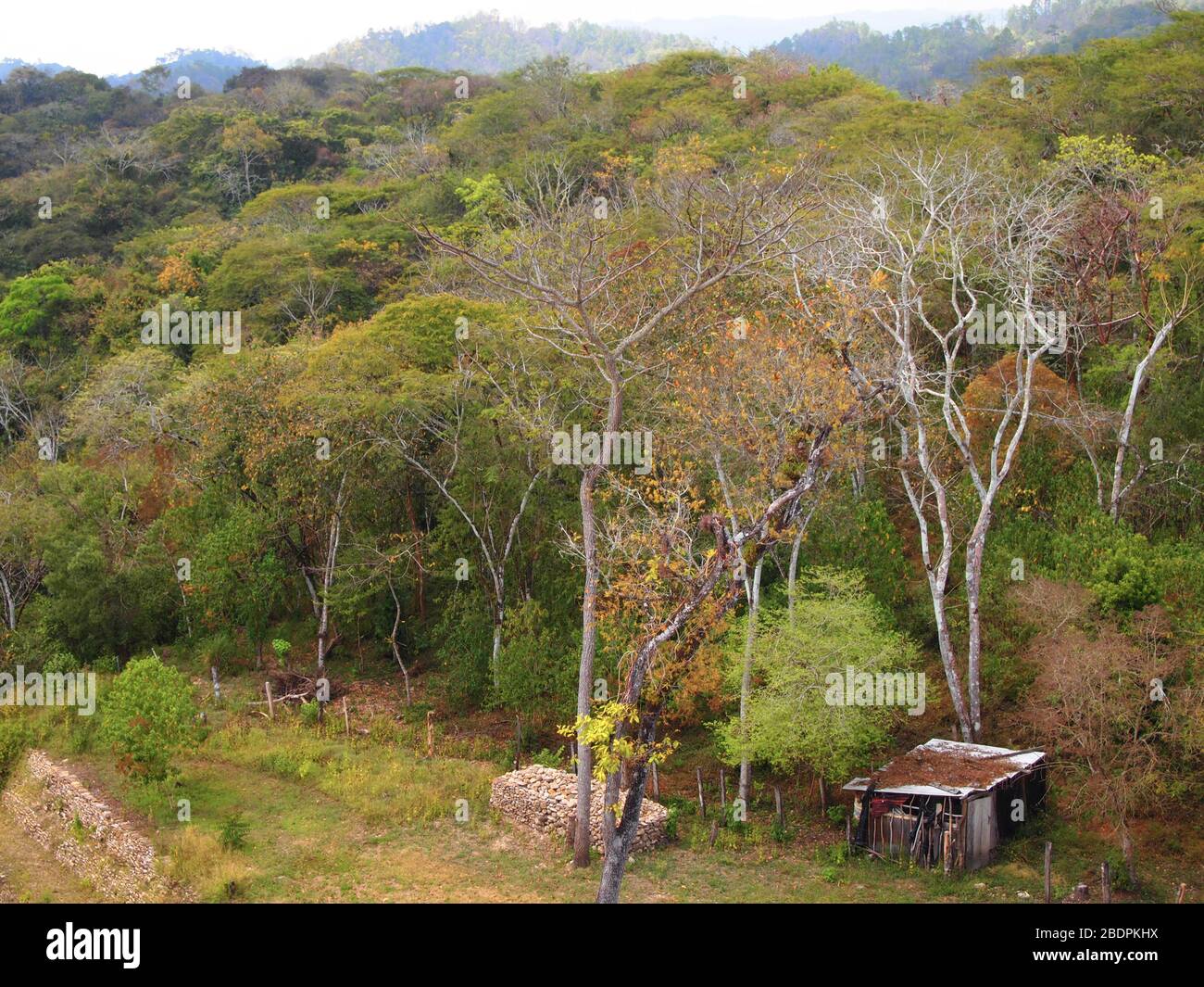 Tropische submontane Wälder in der Nähe der archäologischen Stätte Toniná in Chiapas, im Süden Mexikos Stockfoto