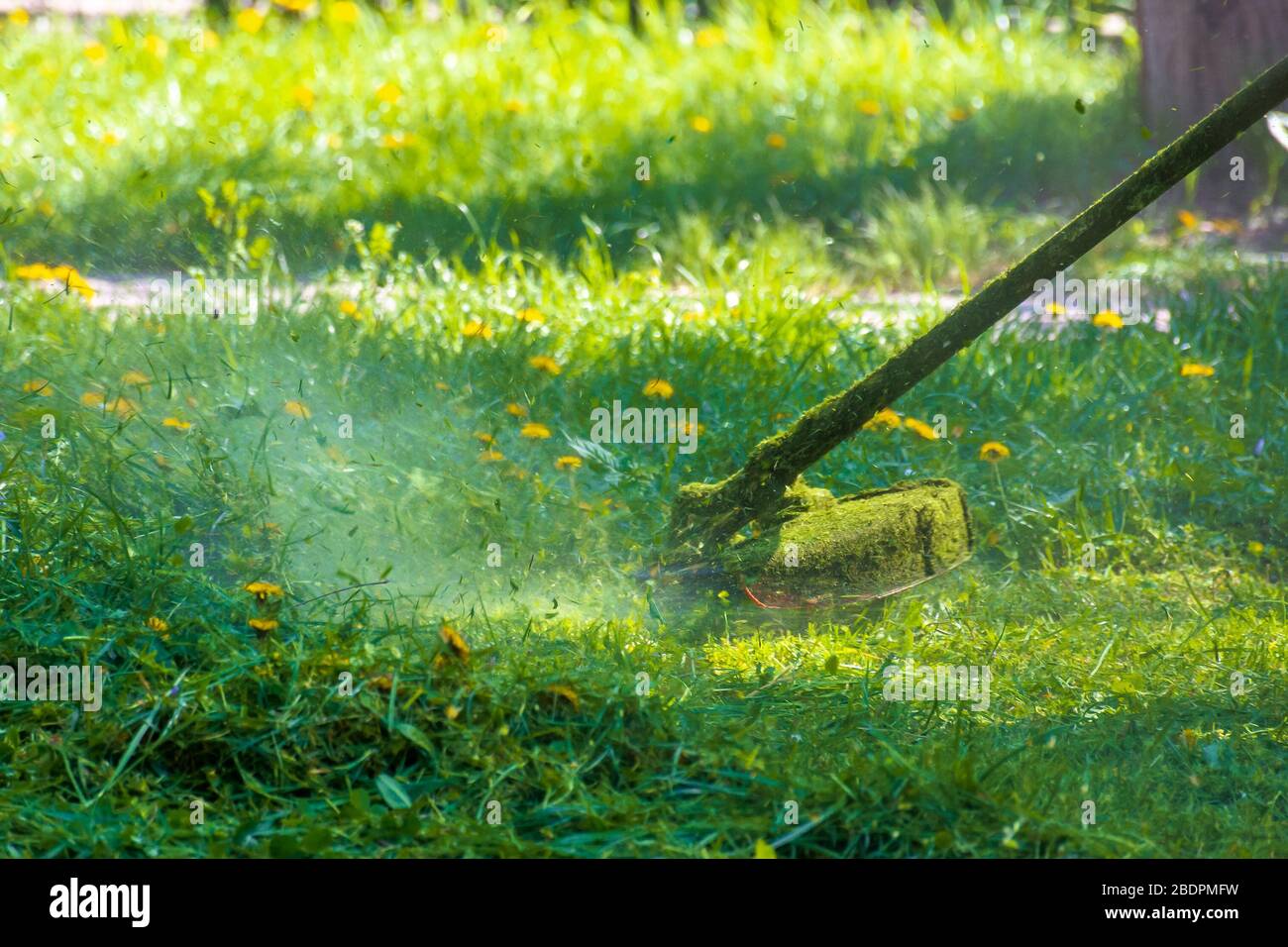 Rasenpflege Wartung. Professionelle Rasenschnitt im Hof Stockfoto