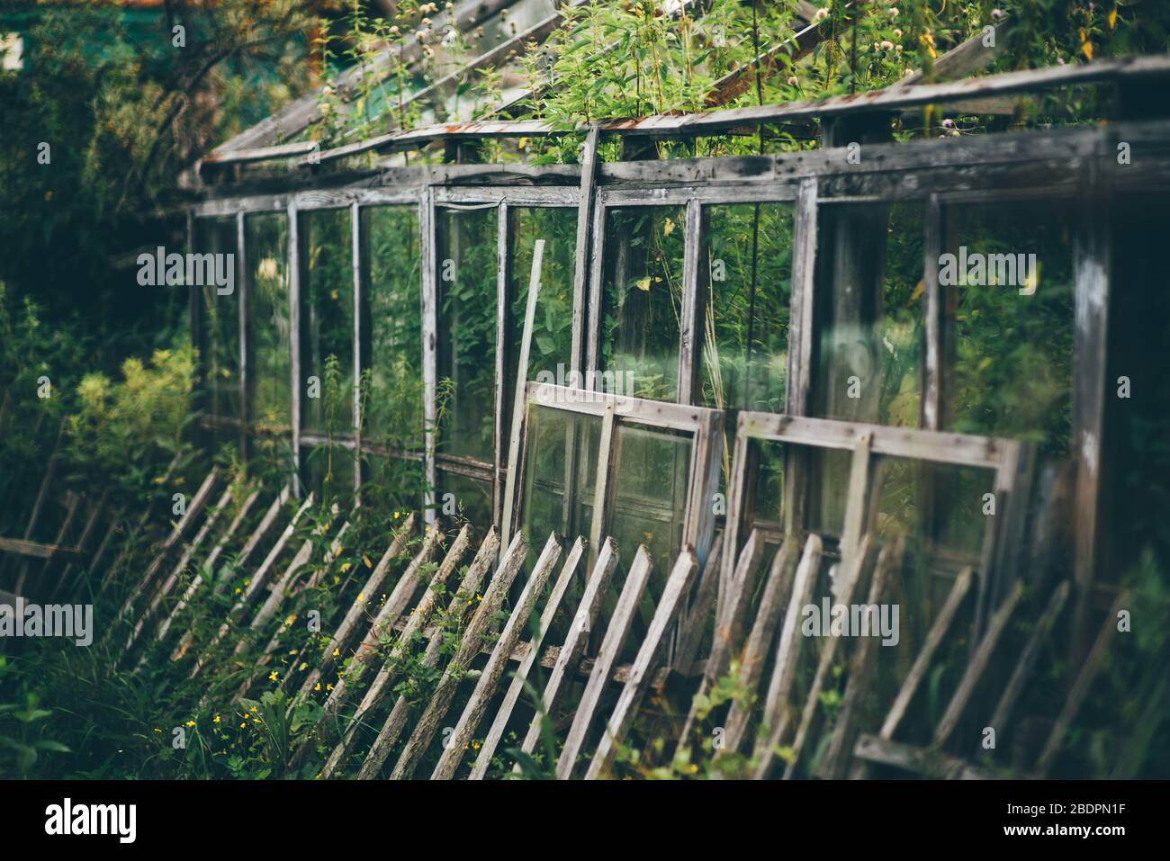 Blick mit einer flachen Schärfentiefe eines verlassenen Glasgewächshauses, das innen mit Unkraut und Brennnesseln bewachsen ist und einem wackeligen Holzzaun davor Stockfoto
