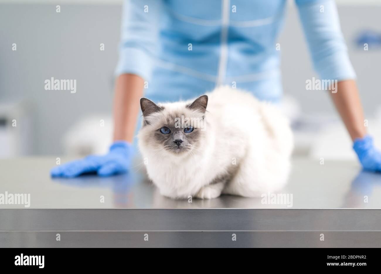 Schöne Langhaarkatze auf dem Untersuchungstisch an der Tierklinik und Facharzt Stockfoto