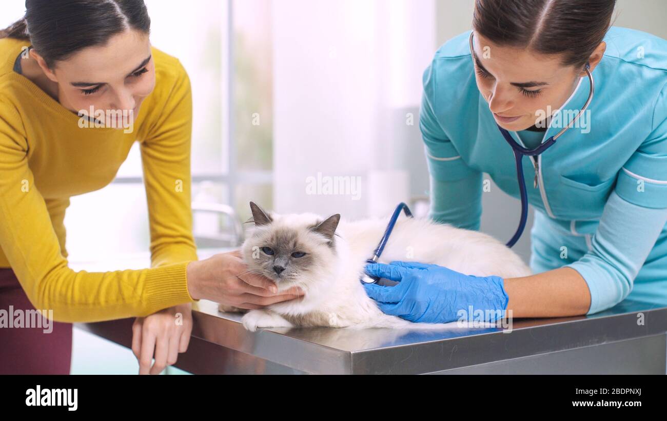 Fachkundiger Tierarzt untersucht eine Katze mit einem Stethoskop, der Besitzer kuschelt und tröstet das Tier Stockfoto