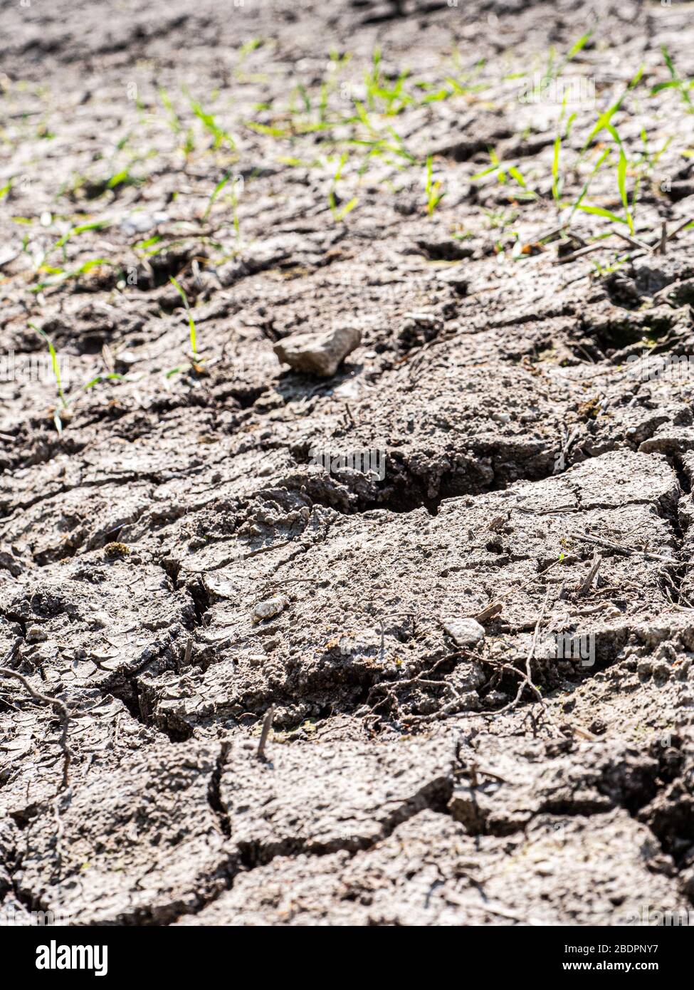 Getrocknete, rissige Erde mit spärlichem Wachstum von Common Wheat (Triticum aestivum) in Wiltshire, Großbritannien. Stockfoto