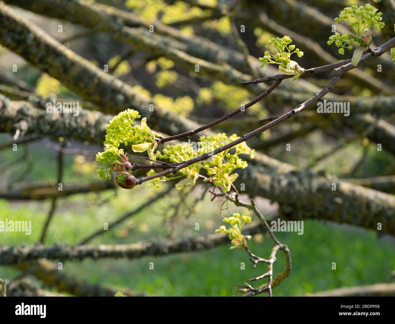 Norwegenahorn (Acer platanoides) kommt im Frühling in die Blätter. Stockfoto