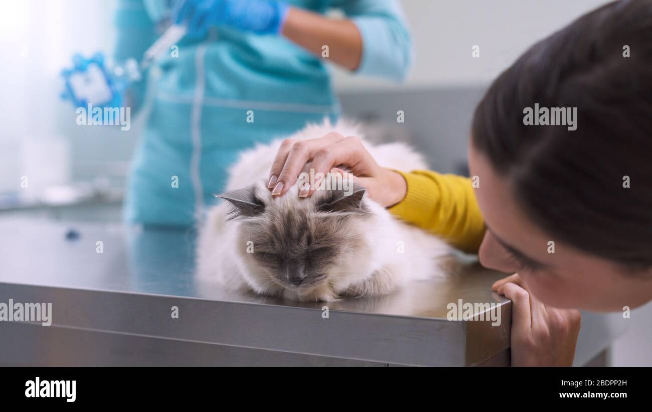 Professioneller Tierarzt, der einer Katze eine Injektion gibt, kuschelt der Besitzer das Tier Stockfoto