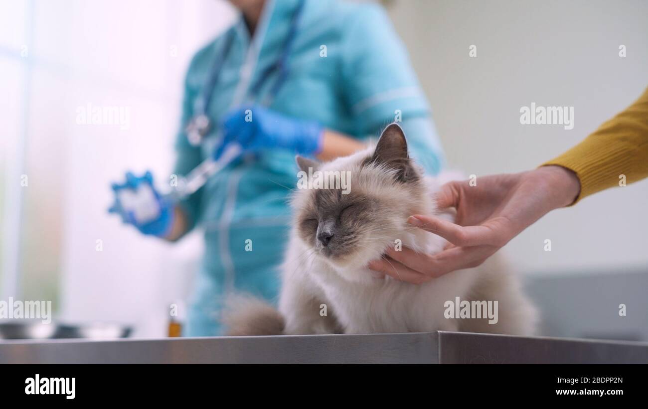 Professioneller Tierarzt, der einer Katze eine Injektion gibt, kuschelt der Besitzer das Tier Stockfoto