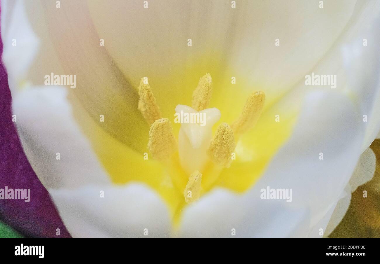 Gelbe Pistillen und Staubgefäße aus einer weißen Tulpe Stockfoto