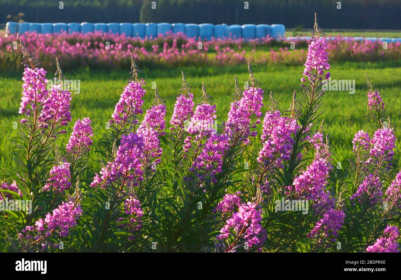 Sommerlandschaft Stockfoto