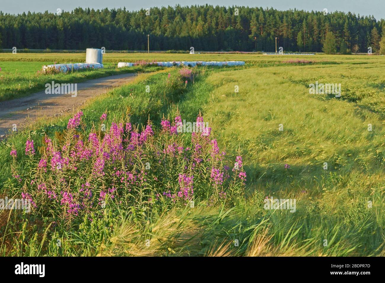 Sommerlandschaft Stockfoto