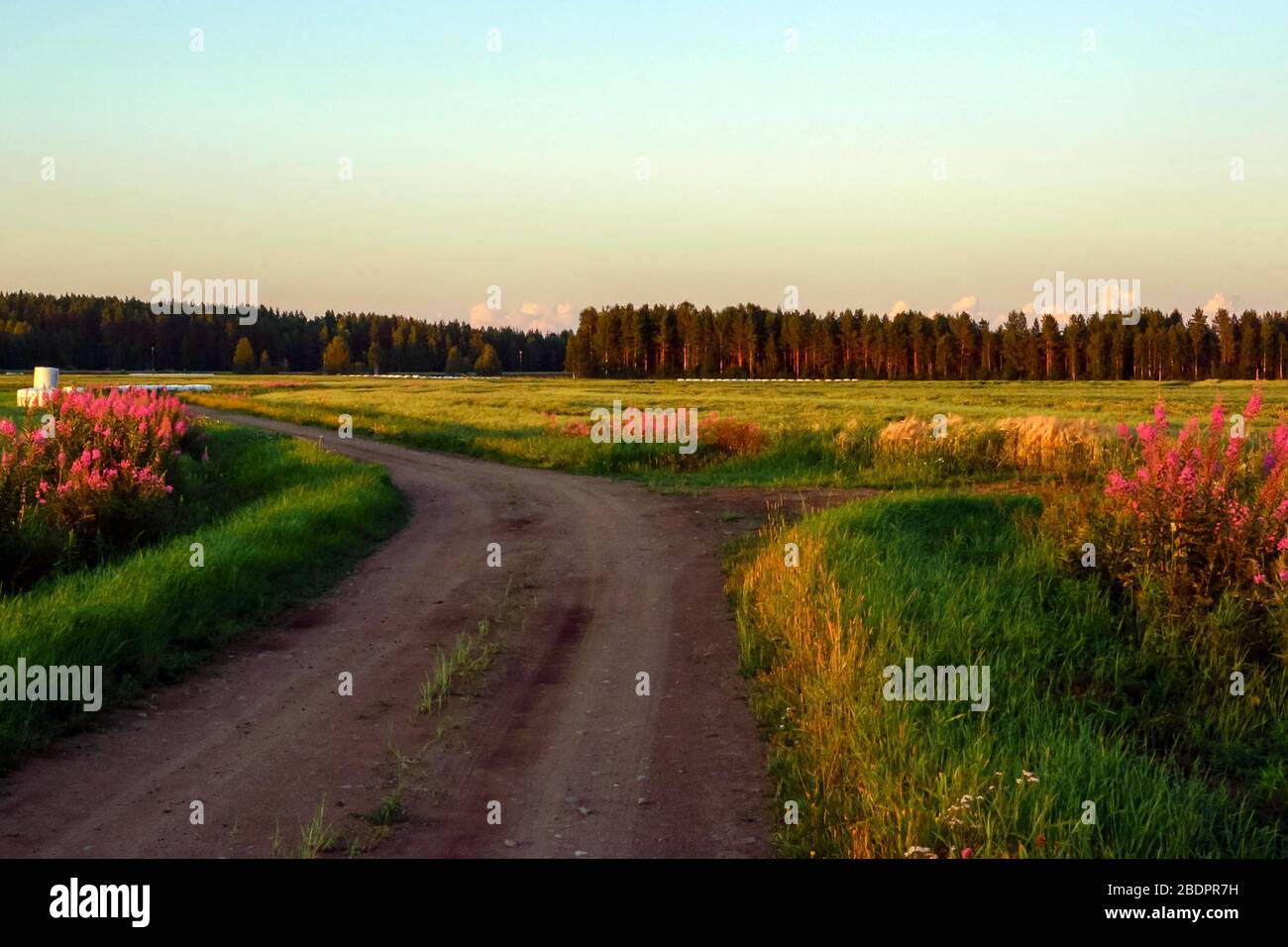 Sommerlandschaft Stockfoto