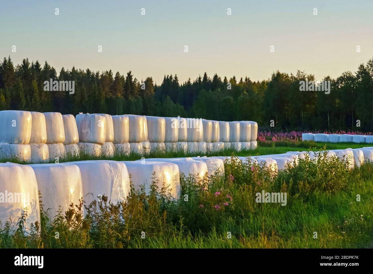 Sommerlandschaft Stockfoto