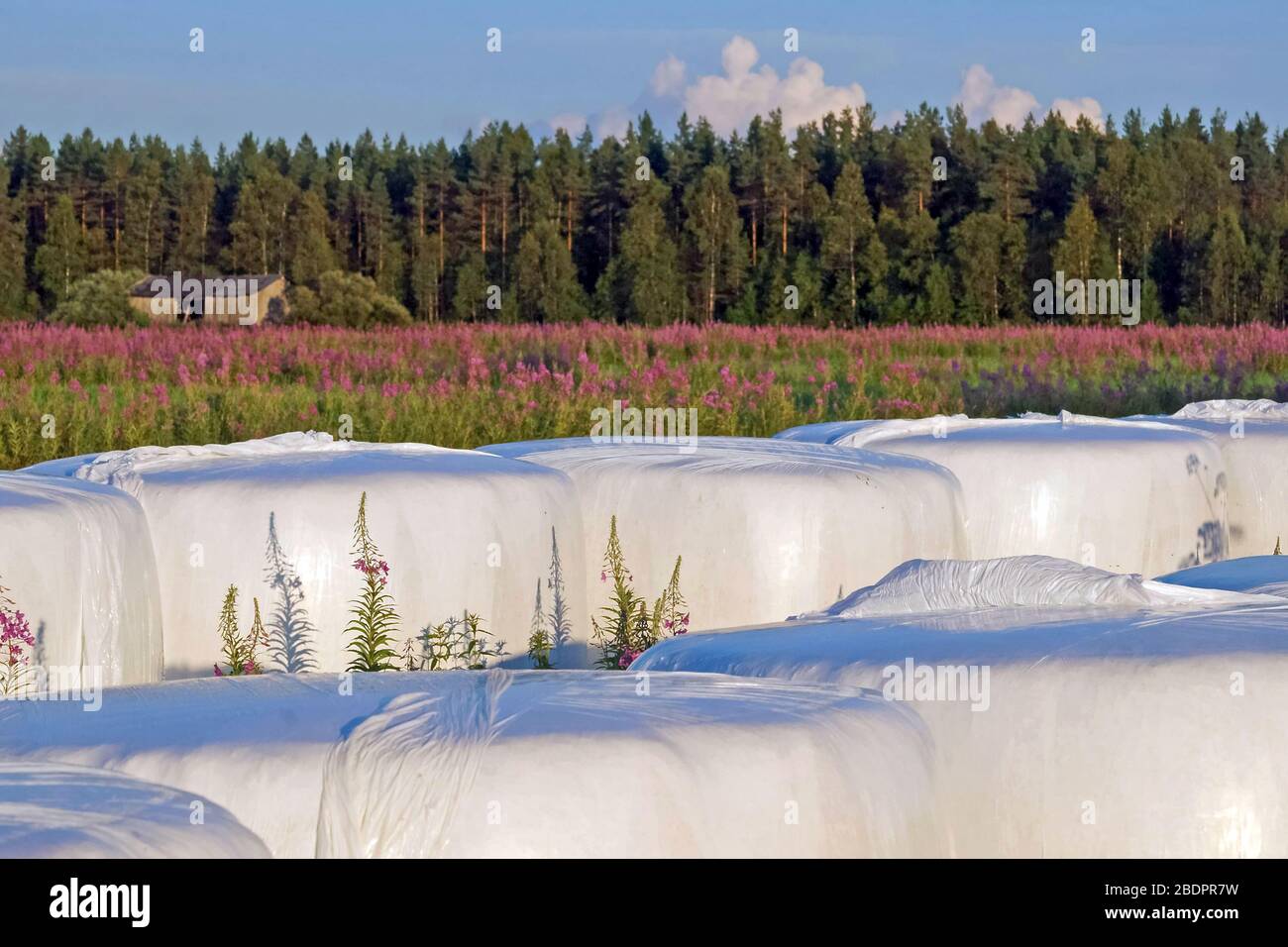 Sommerlandschaft Stockfoto