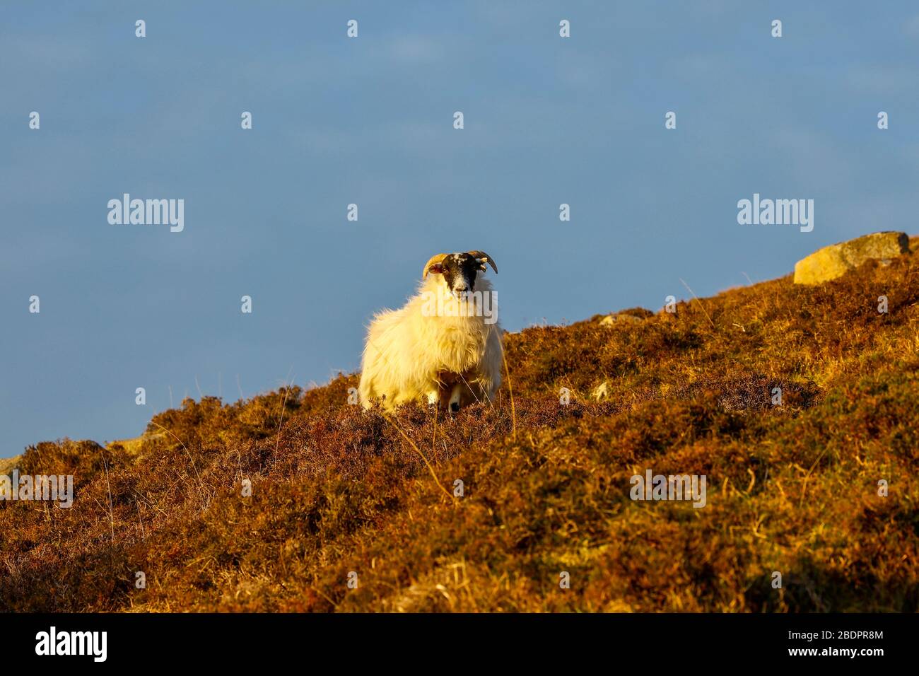 Abendsonne auf einem einhornigen Schaf, das in einem Heidefeld auf der Seite eines Hügels steht, den Betrachter direkt anblickend, mit einem blauen Himmel-Rückzieher Stockfoto