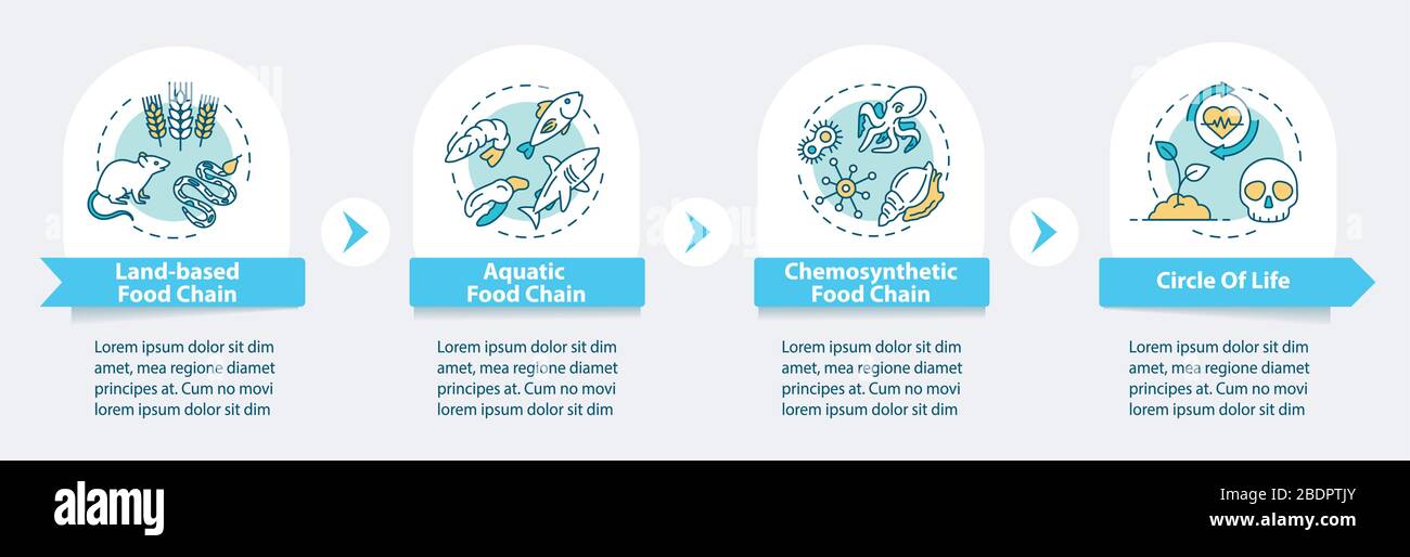 Infografievorlage für den Vektor der Lebensmittelkette. Biologischer Prozess. Designelemente für die Präsentation der biologischen Vielfalt. Datenvisualisierung in 4 Schritten. Prozess Stock Vektor