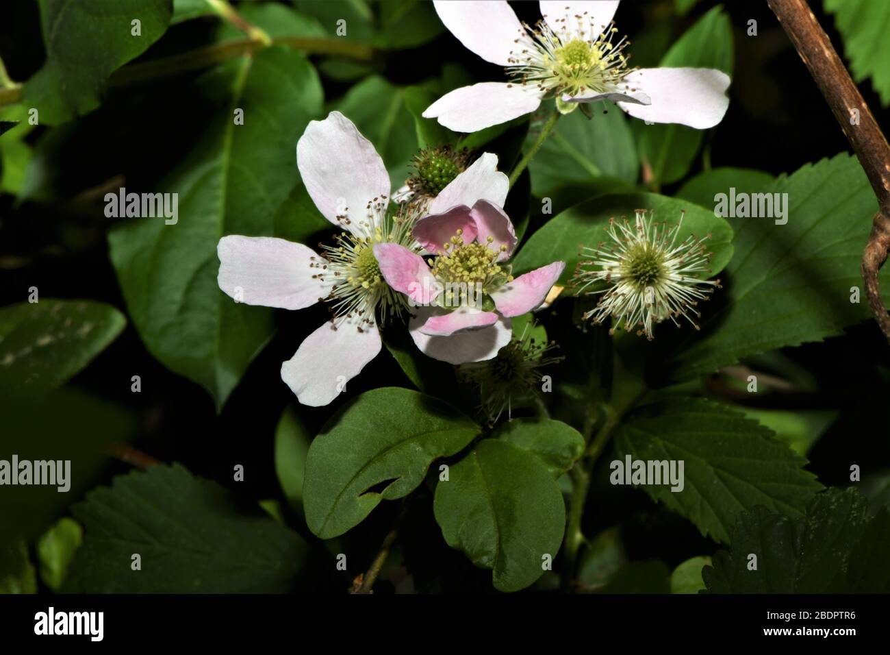 Die rosa südliche Dewberry blüht. Stockfoto