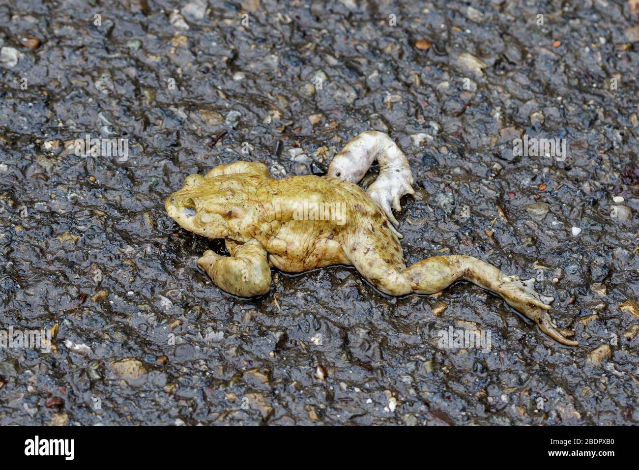 Erdkröte (Bufo bufo) als Verkehrsopfer Stockfoto